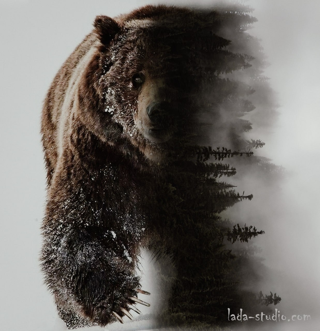 Photoshop. Bear. lada-studio.com